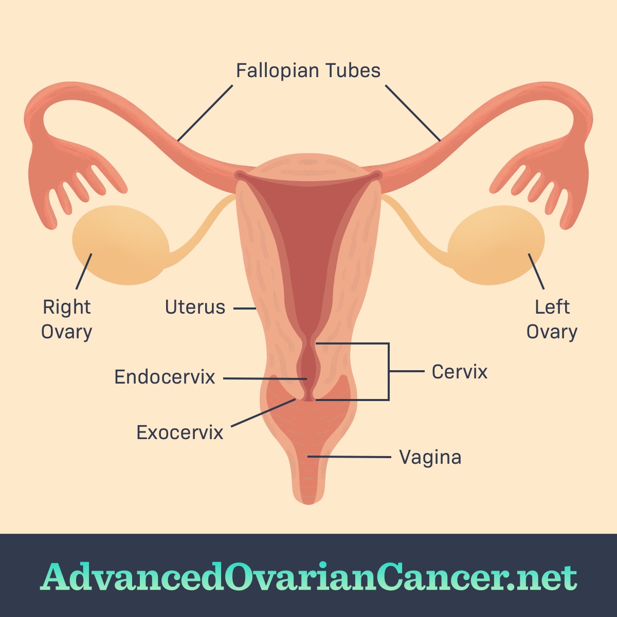 Female reproductive organs include the fallopian tubes, ovaries, uterus, cervix, endocervix, exocervix, and vagina.