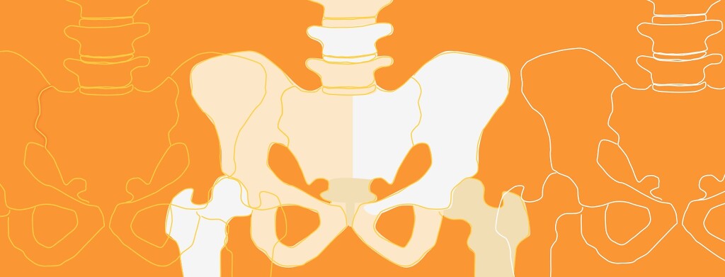 Skeletal structure of the pelvis