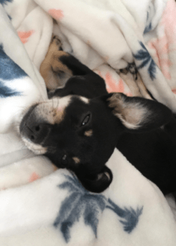 Image of a puppy laying in bed